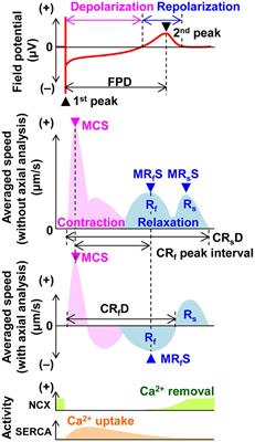 Optimizing the Direction and Order of the Motion Unveiled the Ability of Conventional Monolayers of Human Induced Pluripotent Stem Cell-Derived Cardiomyocytes to Show Frequency-Dependent Enhancement of Contraction and Relaxation Motion